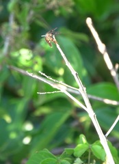 Rhyothemis obsolescens