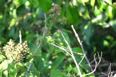 Rhyothemis obsolescens