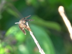 Rhyothemis obsolescens