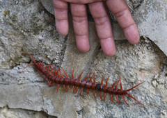 Scolopendra dehaani
