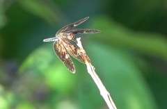 Rhyothemis obsolescens