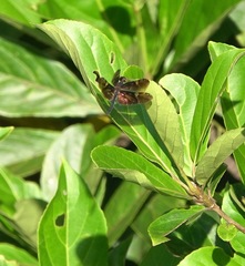 Rhyothemis obsolescens