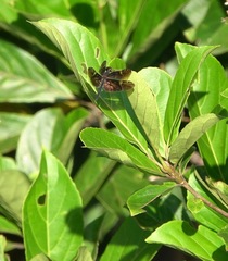 Rhyothemis obsolescens