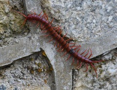 Scolopendra dehaani