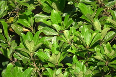 Rhyothemis obsolescens