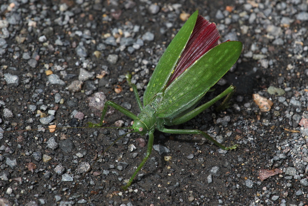 Diophanes salvifolius
