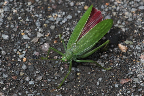Diophanes salvifolius
