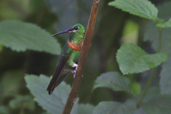 Heliodoxa aurescens