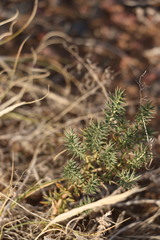 Peganum nigellastrum