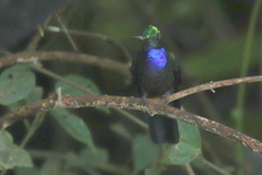Campylopterus villaviscensio