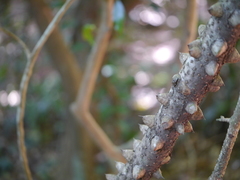 Mezoneuron cucullatum