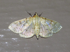Polygrammodes flavidalis