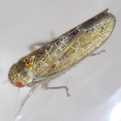 Allygus modestus