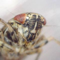 Allygus modestus