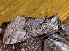 Syngrapha viridisigma