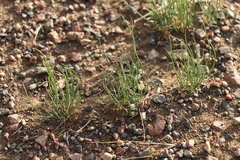 Allium polyrhizum