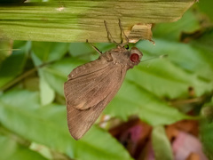 Erionota torus