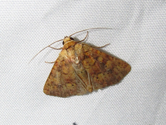 Perigea xanthioides