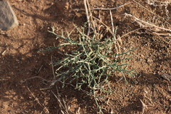 Anabasis brevifolia