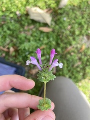 Lamium amplexicaule