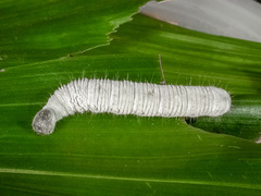 Erionota torus