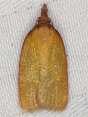 Sparganothis distincta