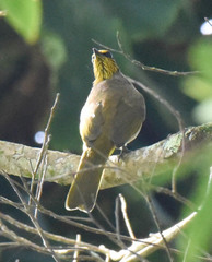 Pycnonotus finlaysoni