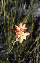 Gladiolus brevitubus