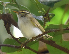 Arctic Warbler photo 4
