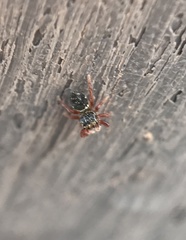 Phidippus