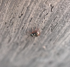 Phidippus