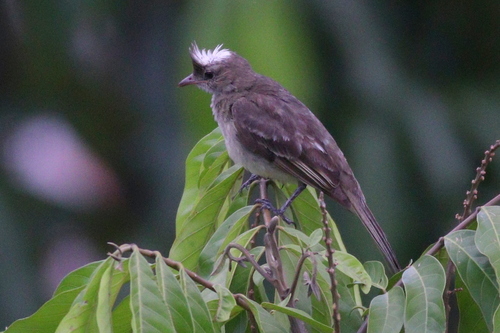 Mottle-backed Elaenia (Elaenia gigas), photo 7