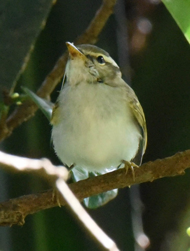 Arctic Warbler, photo 8 of 9