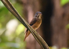 Muscicapa ferruginea