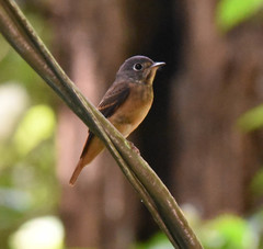 Muscicapa ferruginea