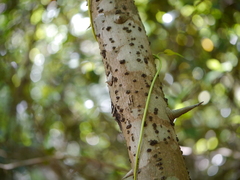 Elaeagnus latifolia
