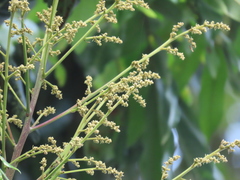 Dimocarpus longan