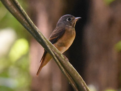 Muscicapa ferruginea