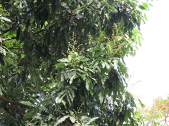 Dimocarpus longan