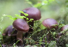 Cortinarius brunneus