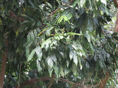Dimocarpus longan