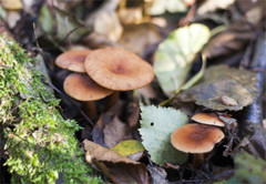 Lactarius tabidus