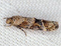 Mompha stellella