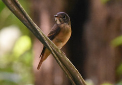Muscicapa ferruginea