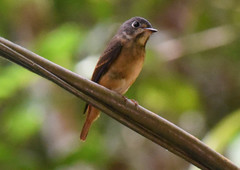 Muscicapa ferruginea