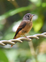 Muscicapa ferruginea