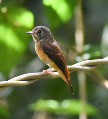 Muscicapa ferruginea