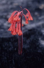 Cyrtanthus ventricosus