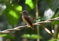 Muscicapa ferruginea