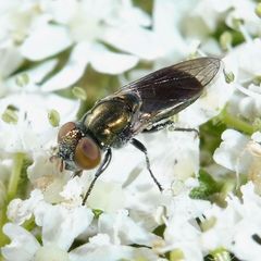 Riponnensia splendens